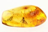 Detailed Fossil Hoverfly (Syrphidae) In Baltic Amber #275422-1